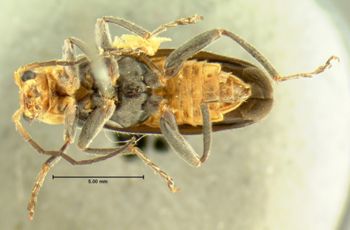 Media type: image;   Entomology 3407 Aspect: habitus ventral view